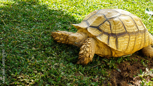 Fotografie Land Tortoise Walking on Natural Ground