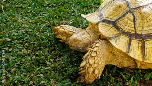 Schilderij op canvas Land Tortoise Walking on Natural Ground