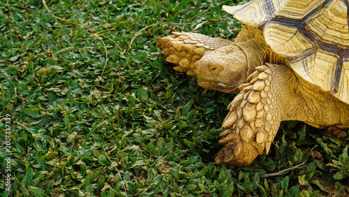 Obraz na płótnie Land Tortoise Walking on Natural Ground