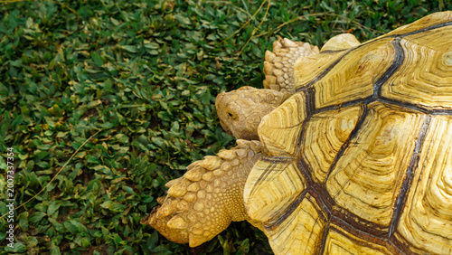 Billede på lærred Land Tortoise Walking on Natural Ground