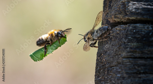 Leafcutter bee (Megachile) in flight carrying a cut leaf piece to a nesting hole in wood