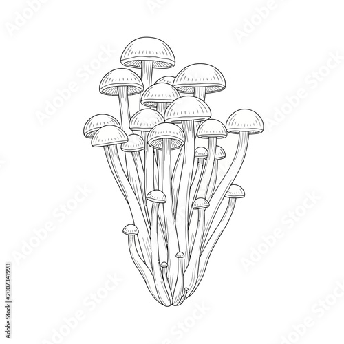 Tableau sur toile Hand-drawn illustration of a cluster of delicate mushrooms