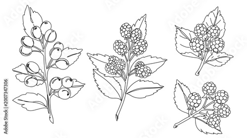 Konstfotografi Continuous line drawing of coffee plant branches with berries and leaves, botani