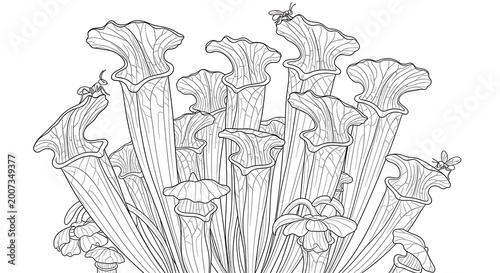 Black and white illustration of several pitcher plants with insects nearby