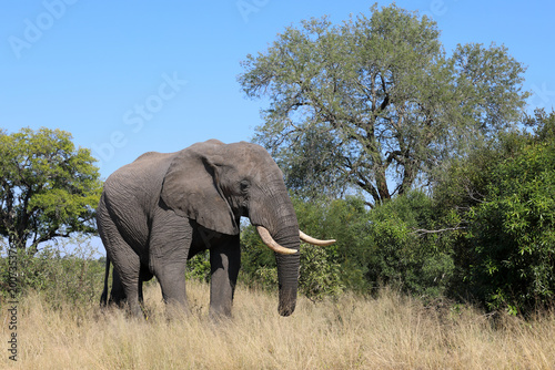 Canvas Print Afrikanischer Elefant / African elephant / Loxodonta africana