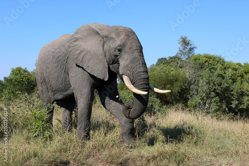 Canvas Print Afrikanischer Elefant / African elephant / Loxodonta africana