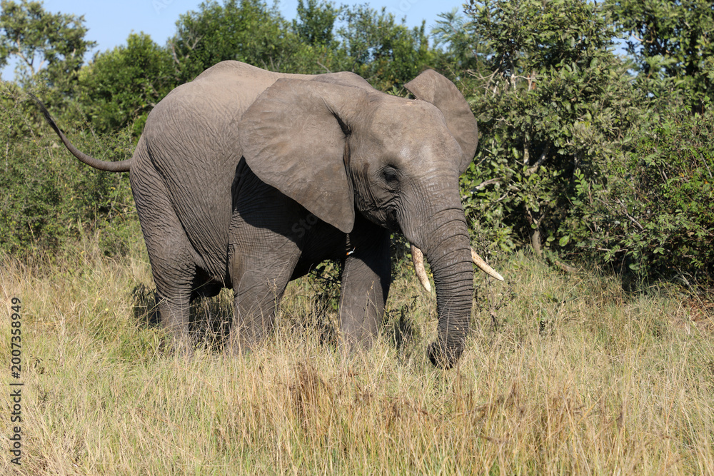 Fototapeta premium Afrikanischer Elefant / African elephant / Loxodonta africana