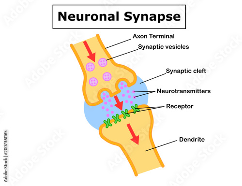 Synaptic Transmission.Neuronal synapse diagram showing axon terminal, synaptic vesicles, neurotransmitter release across synaptic cleft, and receptor binding on dendrite. 