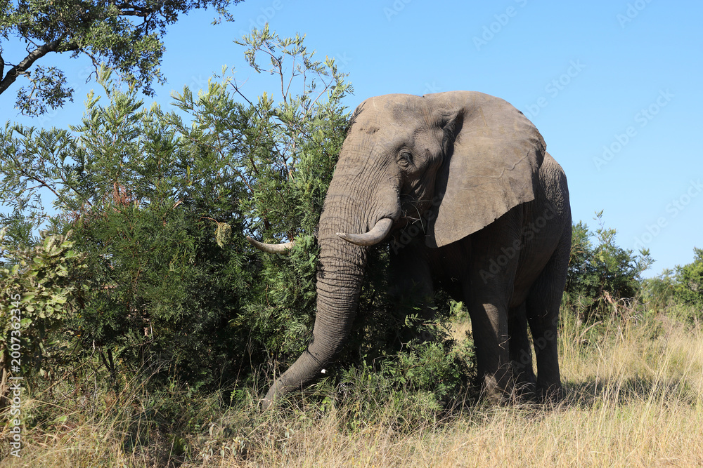 Fototapeta premium Afrikanischer Elefant / African elephant / Loxodonta africana