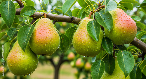 Group of pears ripening on branch with green leaves in orchard.