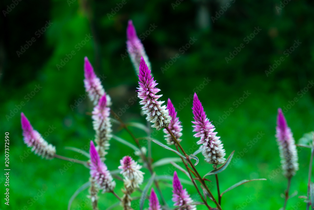 Obraz premium Vibrant purple Celosia argentea var. spicata flowers blooming in a lush garden, featuring tall spiked inflorescences against a soft green natural bokeh background