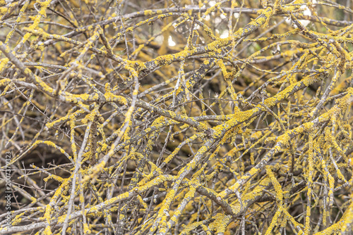Dry tree branches covered with bright yellow lichen forming an organic abstract texture. Natural chaotic pattern with earthy tones, ideal for backgrounds, design, and environmental concepts.