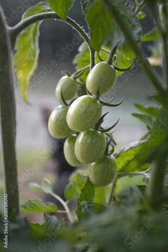 Green unripe tomatoes growing on vine in garden with natural light and soft background, ideal for organic farming,  and healthy lifestyle concepts
