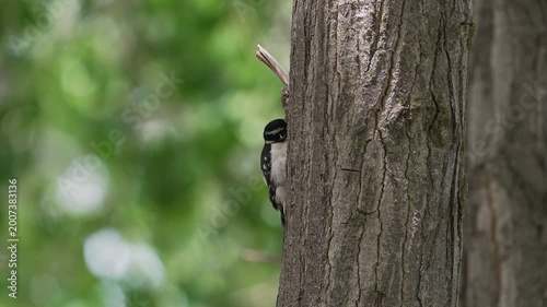 Woodpecker pecking out from a tree and flying away in slow motion.