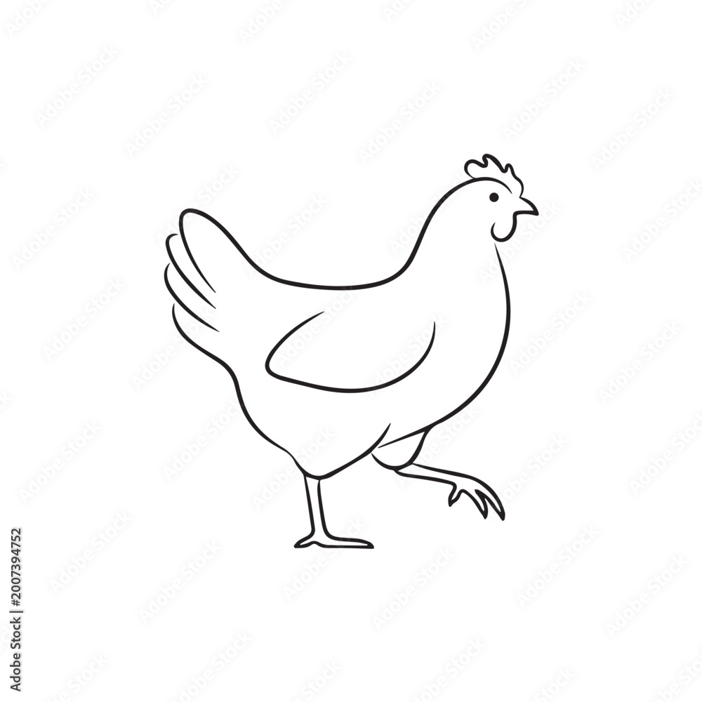 Fototapeta premium Simple line art drawing of a hen walking isolated on white background.