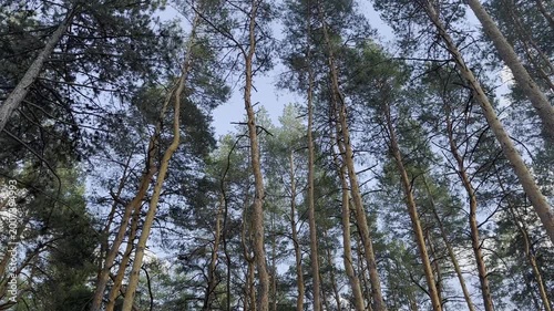 Tall trees rise high in the forest sky