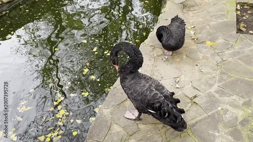 Black swans by the water in park