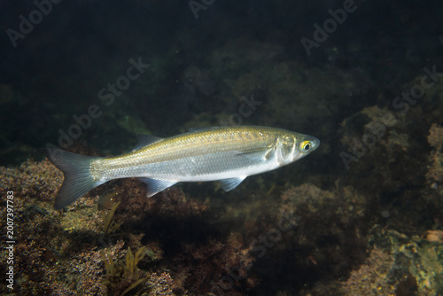 Cuadro en lienzo Yelloweye mullet Aldrichetta forsteri swimming above a temperate rocky reef habi
