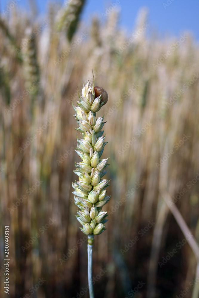 Fototapeta premium Epis de céréales