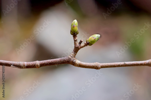2 petits bourgeons