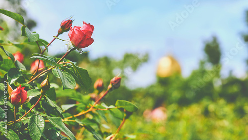 Bush of warm pink red roses green lgarden 