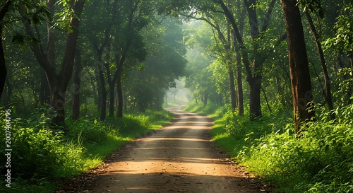 Winding dirt road through a lush green forest with sunlight filtering through the trees