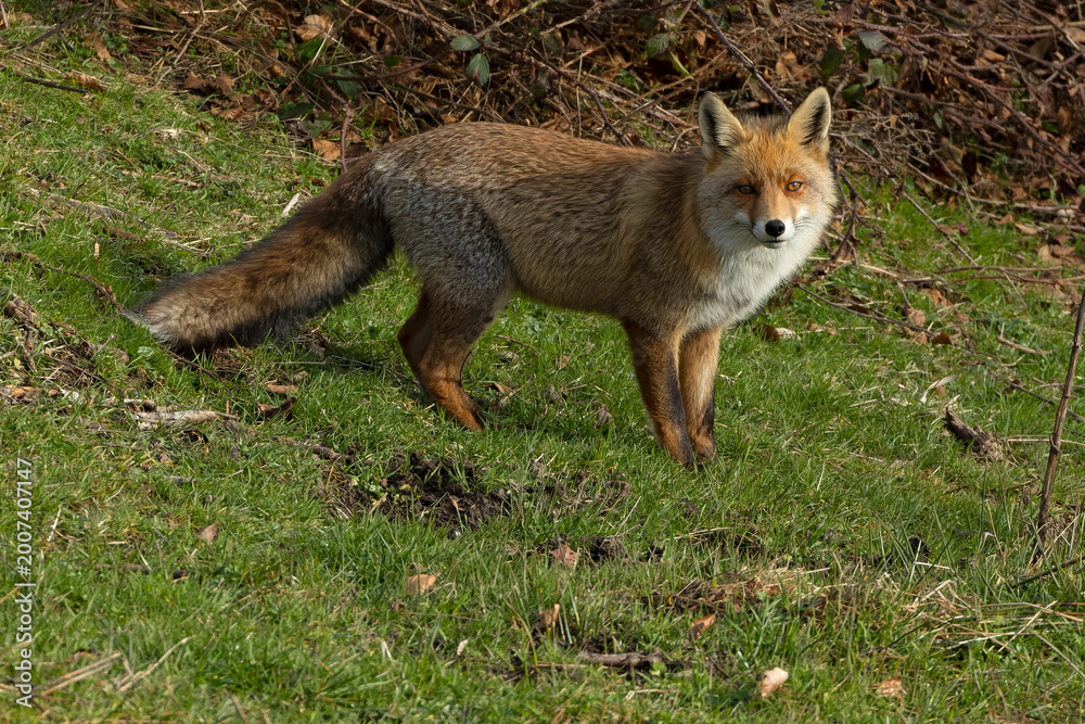 Fototapeta premium Male red fox in a high mountain area in northern Spain on a cold January day
