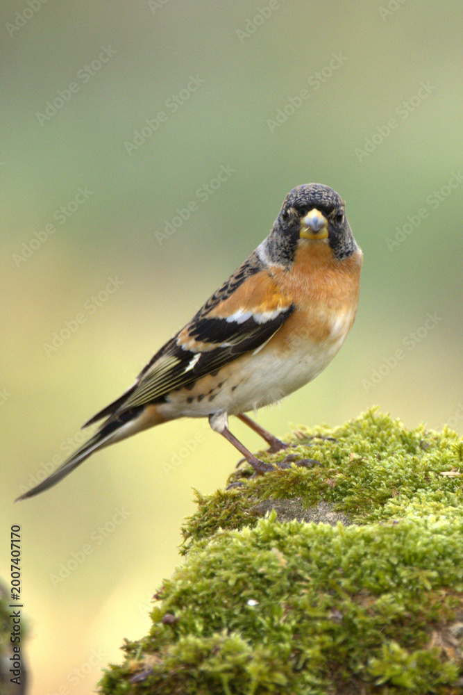 Fototapeta premium Male Brambling in a beech and oak forest at first light on a cold January day