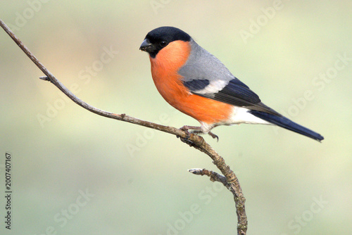 Canvastavla Male Eurasian bullfinch in an oak and beech forest in the last light of a winter