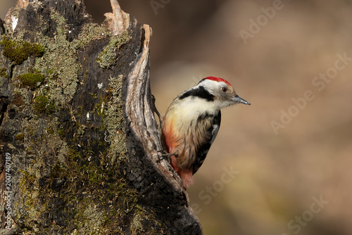 Obraz na plátně Middle spotted woodpecker inside an Atlantic forest of beech, pine and oak in th