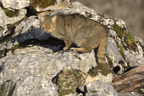 Photography Adult male European Wildcat within its territory in a mountainous area within an