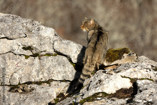Photography Large male European Wildcat in a mountainous area with large rocky areas in an A