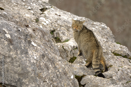 Photography Large male European Wildcat in a mountainous area with large rocky areas in an A