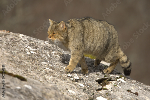 Photography Adult male European Wildcat within its territory in a mountainous area within an