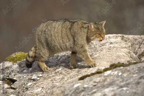 Photography Adult male European Wildcat within its territory in a mountainous area within an