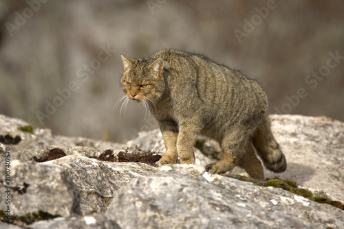 Canvas Print Adult male European Wildcat within its territory in a mountainous area within an