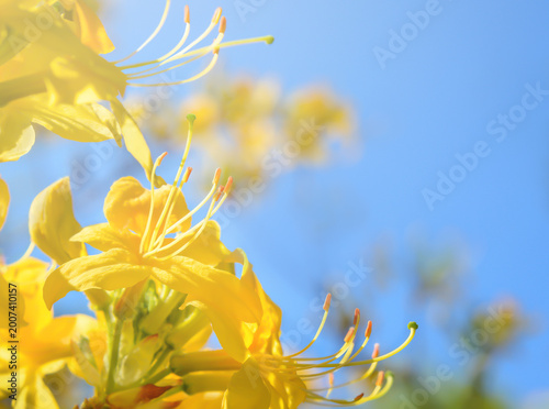 Stamens of yellow azalea flowers on a blurred background