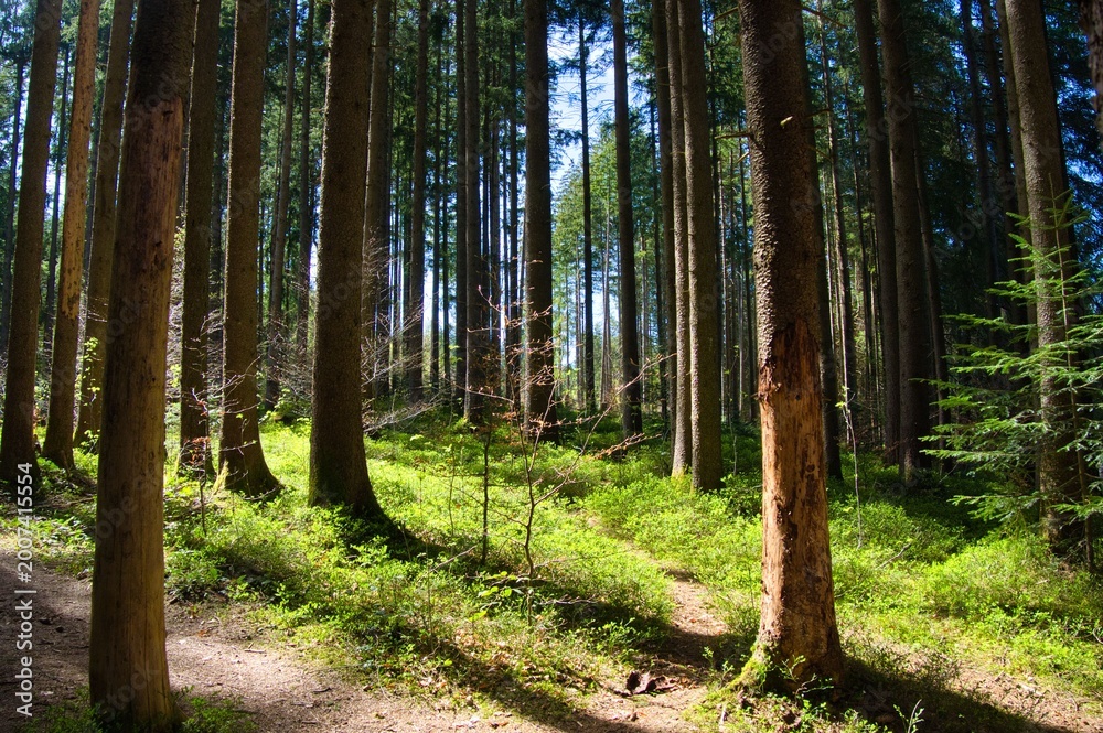 Fototapeta premium Wald im Allgäu nahe Immenstadt