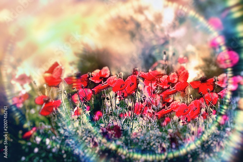  Poppy blossoms glowing under soft sunlight with authentic lens flare, creating a surreal, fairy-tale ambiance in a purely natural, AI-free photograph