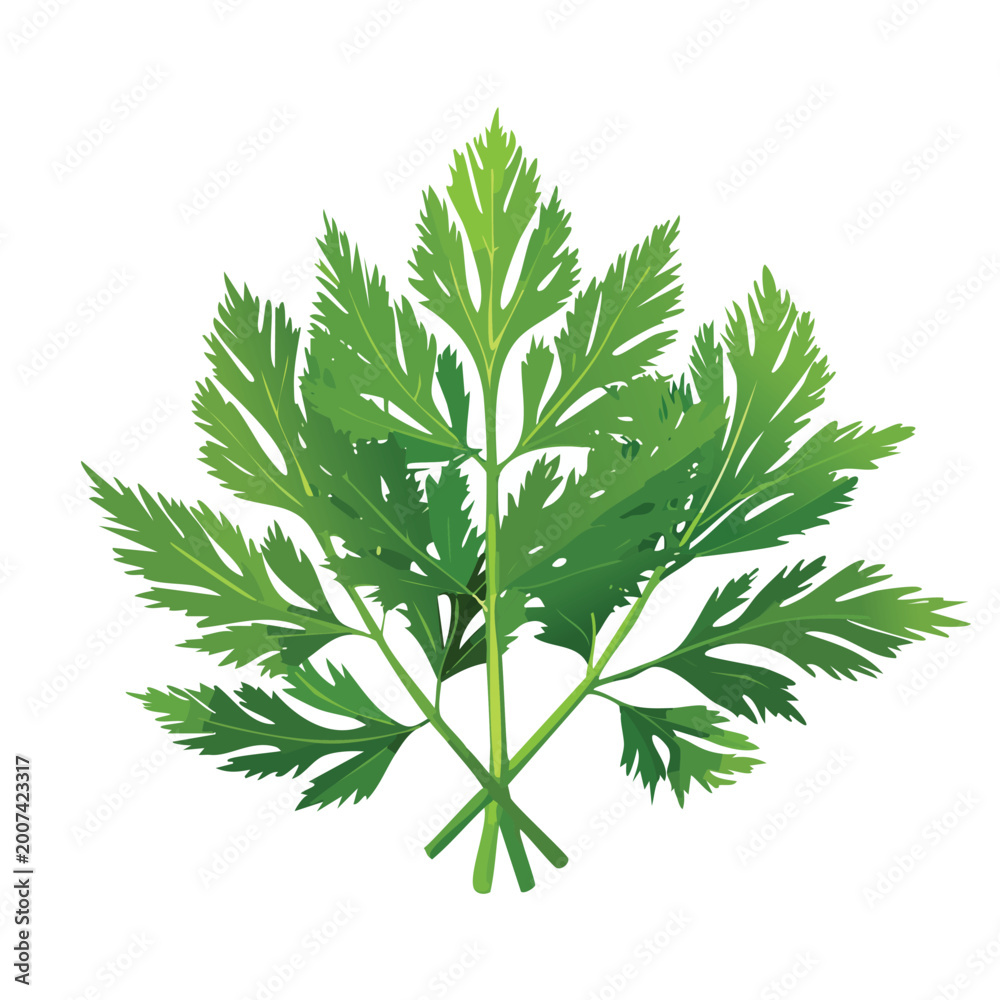Fototapeta premium Fresh green parsley leaves on white background for culinary and design