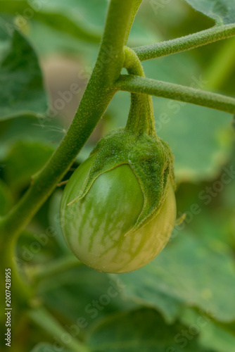 Close up Thai Eggplant on green leaf and tree.