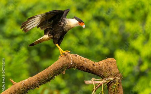 adulter Schopfkarakara (Caracara plancus)