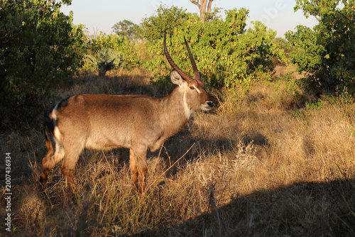 Cuadro en lienzo Wasserbock / Waterbuck / Kobus ellipsiprymnus