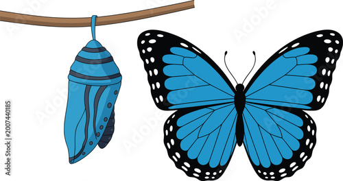 Картината върху платно Cartoon vector illustration showing the transformation of a blue chrysalis hangi