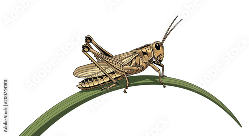 Tableau sur toile Detailed vector illustration of a brown grasshopper on a green leaf