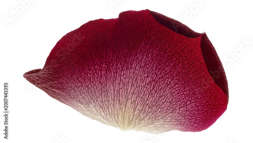 Fotografie Single deep red rose petal with delicate veins, isolated on transparent backgrou