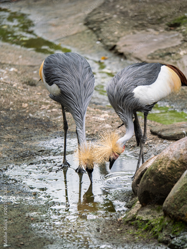 Fototapeta premium South African Cranes in Their Natural Habitat