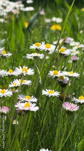 Field of fresh daisies moving in the wind during a sunny summer day