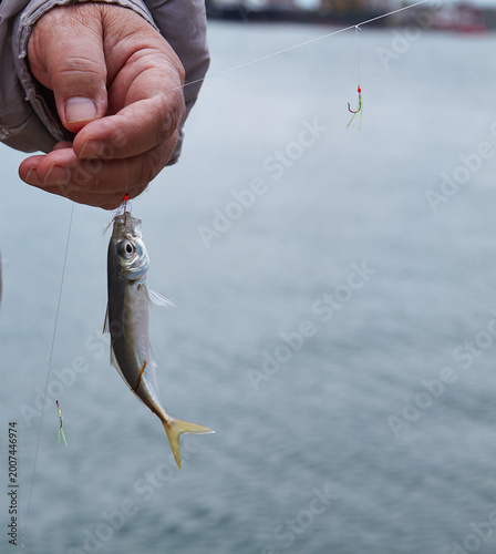 Hand holding freshly caught horse mackerel fish on fishing line with hooks, water surface and blurred boats in the background