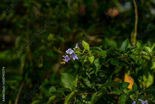 World-class tropical forest flowers of Southeast Asia.